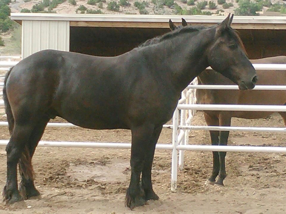 The Jousting Life Jousting Horses For Sale